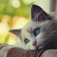 Avatar của Trần Thị Bích